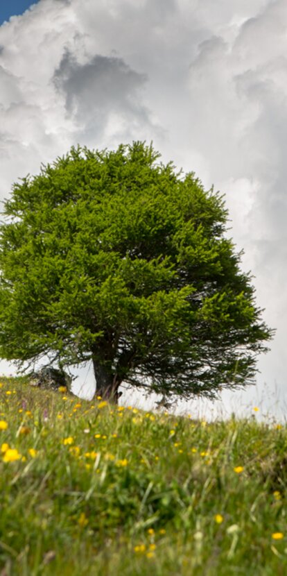 Prato albero estate nuvole | © Günther Pichler